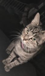 Found/Stray Female Cat last seen Near West Taylor street, colscott, and South West street., Shelbyville, IN 46176