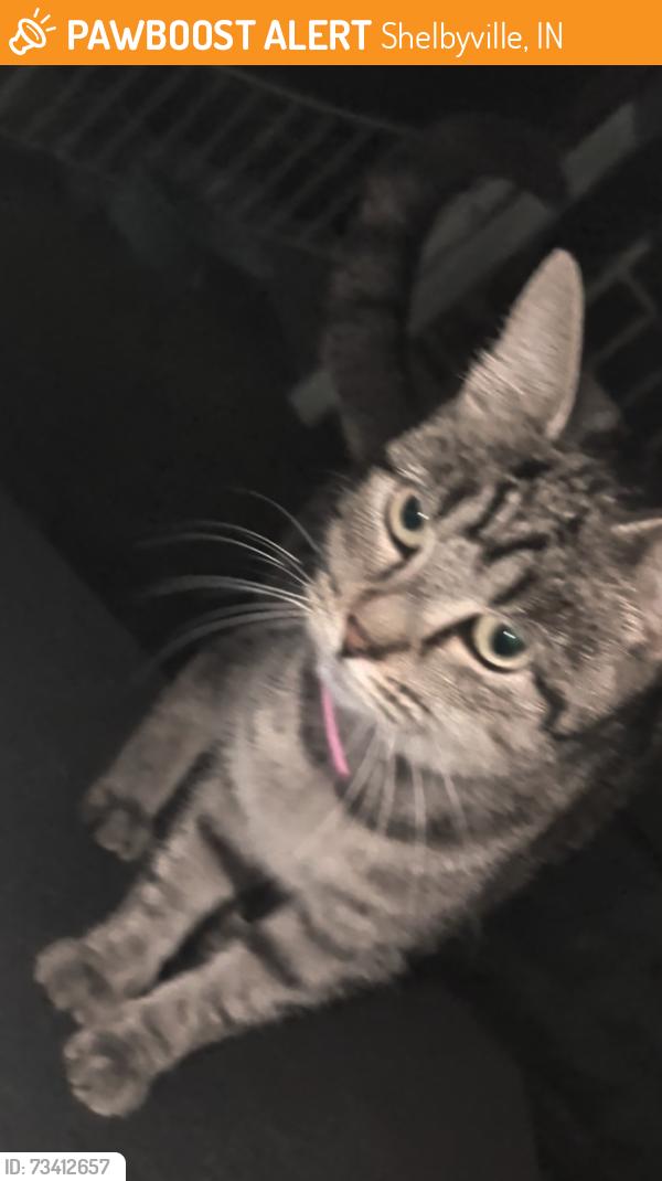 Found/Stray Female Cat last seen Near West Taylor street, colscott, and South West street., Shelbyville, IN 46176