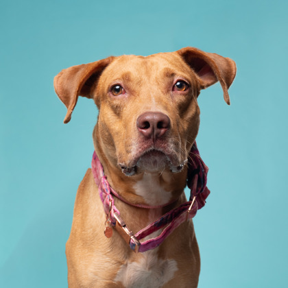 Shelter Stray Male Dog last seen Near HARPER RD, Atlanta, GA, 1251 Fulton Industrial Blvd NW, Atlanta, GA 30336, USA