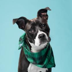 Shelter Stray Male Dog last seen Near Browning Street, Atlanta, GA, 1251 Fulton Industrial Blvd NW, Atlanta, GA 30336, USA