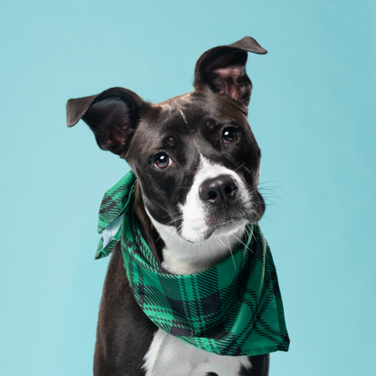 Shelter Stray Male Dog last seen Near Browning Street, Atlanta, GA, 1251 Fulton Industrial Blvd NW, Atlanta, GA 30336, USA