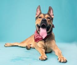 Shelter Stray Male Dog last seen Near spalding drive, Sandy Springs, GA, 1251 Fulton Industrial Blvd NW, Atlanta, GA 30336, USA