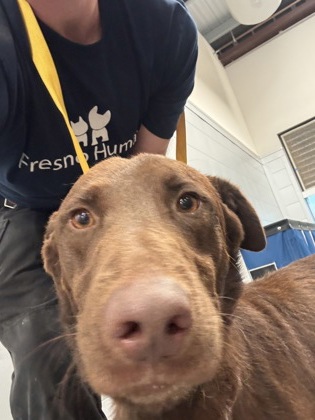 Shelter Stray Male Dog last seen W Shields Ave & N Russel Ave, Firebaugh Zone Fresno CO 1A 93622, CA, 1510 W Dan Ronquillo Dr, Fresno, CA 93706, USA
