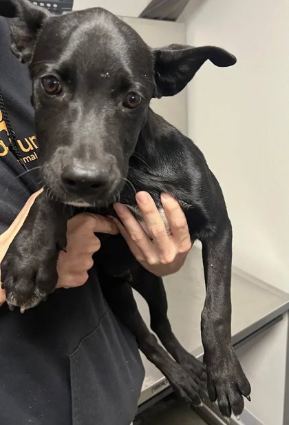 Shelter Stray Male Dog last seen Jose Basin Rd & Lower Redinger Rd, Auberry Zone Fresno CO 4 93602, CA, 1510 W Dan Ronquillo Dr, Fresno, CA 93706, USA