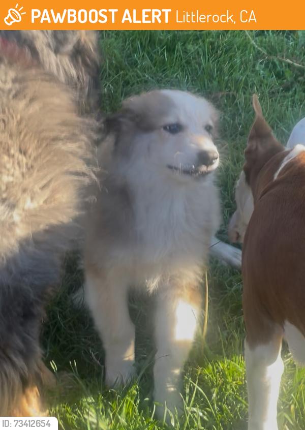 Found/Stray Unknown Dog last seen Littlerock, Littlerock, CA 93543