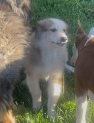 Found/Stray Unknown Dog last seen Littlerock, Littlerock, CA 93543