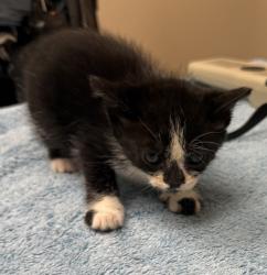 Shelter Stray Male Cat last seen Near Kelly Street, LIVERMORE, CA, 94551, 4651 Gleason Dr, Dublin, CA 94568, USA