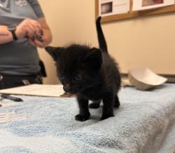 Shelter Stray Female Cat last seen Near Kelly Street, LIVERMORE, CA, 94551, 4651 Gleason Dr, Dublin, CA 94568, USA