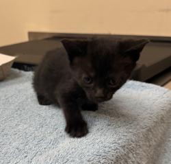 Shelter Stray Female Cat last seen Near Kelly Street, LIVERMORE, CA, 94551, 4651 Gleason Dr, Dublin, CA 94568, USA