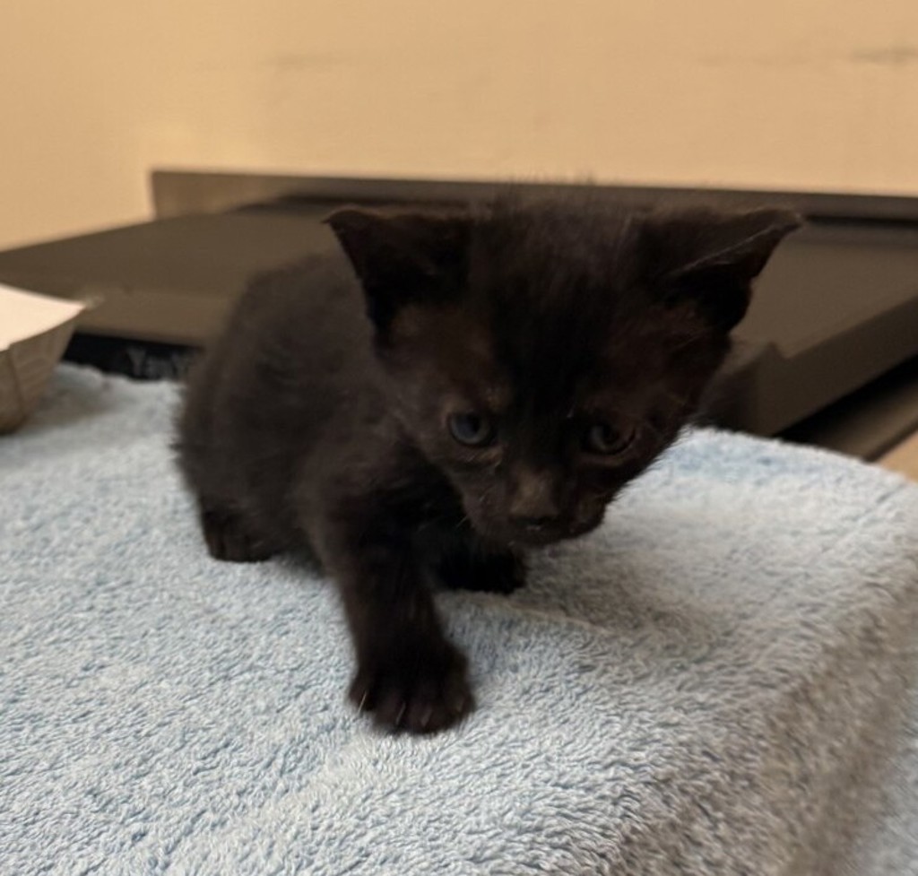Shelter Stray Female Cat last seen Near Kelly Street, LIVERMORE, CA, 94551, 4651 Gleason Dr, Dublin, CA 94568, USA