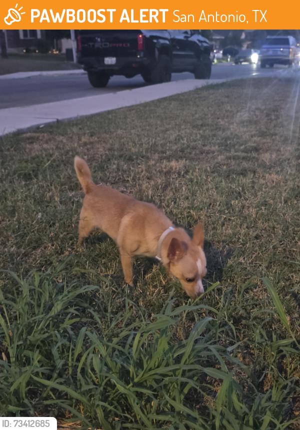Found/Stray Unknown Dog last seen Near champion creek, San Antonio, TX 78252