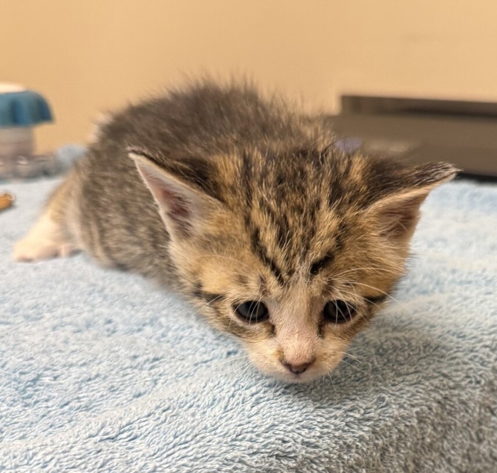 Shelter Stray Female Cat last seen Near Kelly Street, LIVERMORE, CA, 94551, 4651 Gleason Dr, Dublin, CA 94568, USA