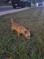 Found/Stray Unknown Dog last seen Near champion creek, San Antonio, TX 78252