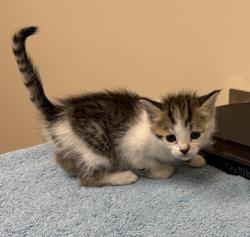 Shelter Stray Female Cat last seen Near Kelly Street, LIVERMORE, CA, 94551, 4651 Gleason Dr, Dublin, CA 94568, USA