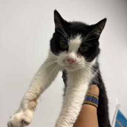 Shelter Stray Female Cat last seen Near Cable Street, San Diego, CA, 92107, 5500 Gaines St, San Diego, CA 92110, USA