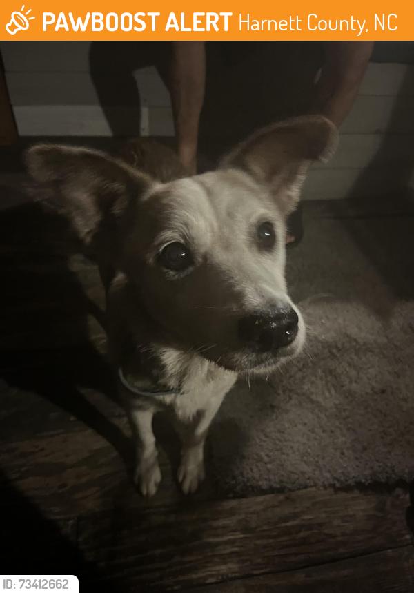 Found/Stray Female Dog last seen across from Landmark Towing, Harnett County, NC 27332