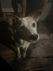 Found/Stray Female Dog last seen across from Landmark Towing, Harnett County, NC 27332
