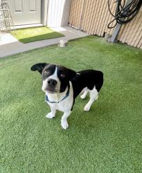 Shelter Stray Male Dog last seen Crows Nest Court, Oceanside, CA, 92057, Oceanside, CA 92058, USA
