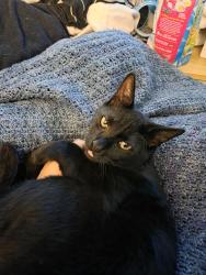 Reunited Male Cat last seen Holland Rd & Caraway Spice, Riverview, FL 33578