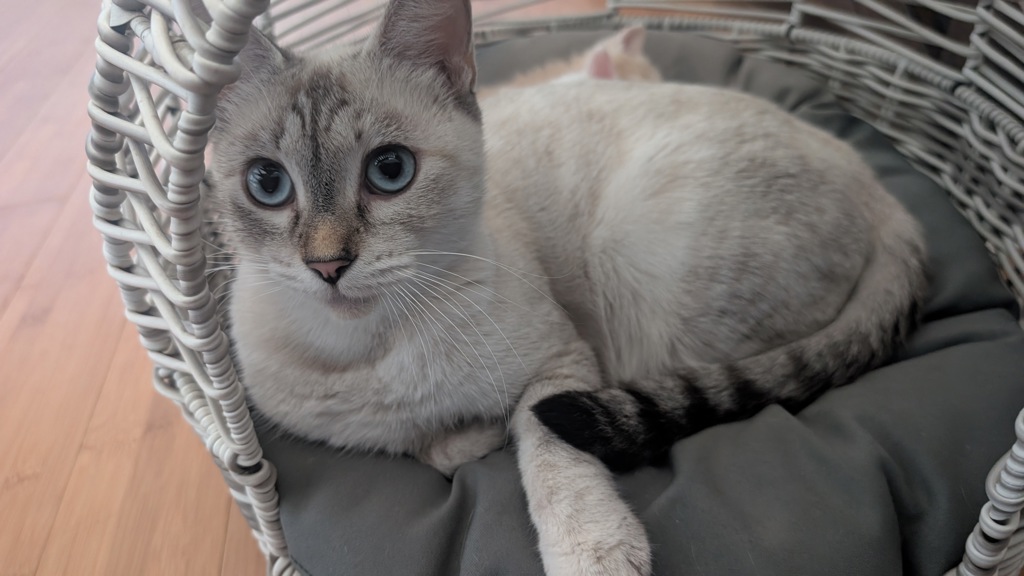 Shelter Stray Female Cat last seen Near 35th Street, San Diego, CA, 92113, 5500 Gaines St, San Diego, CA 92110, USA
