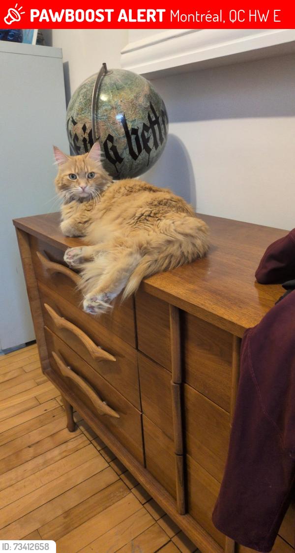 Lost Male Cat last seen Rachel & Aylwin, Montréal, QC H1W 3E2