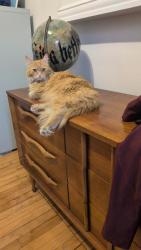 Lost Male Cat last seen Rachel & Aylwin, Montréal, QC H1W 3E2