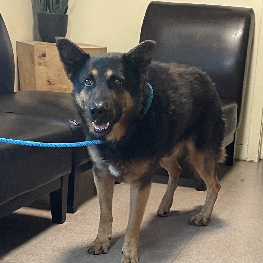 Shelter Stray Male Dog last seen , 361 S Raymond Ave, Pasadena, CA 91105, USA