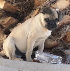 Found/Stray Male Dog last seen Between 1st Ave and 2nd Ave in Victorville. And Green tree ., Victorville, CA 92393