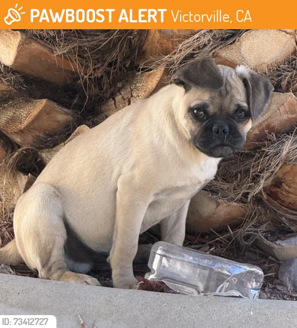 Found/Stray Male Dog last seen Between 1st Ave and 2nd Ave in Victorville. And Green tree ., Victorville, CA 92393