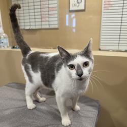 Shelter Stray Female Cat last seen , 825 W Jefferson St, Tipton, IN 46072, USA