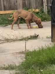 Found/Stray Male Dog last seen Twining and manhattan near old Wendy’s, Toledo, OH 43608