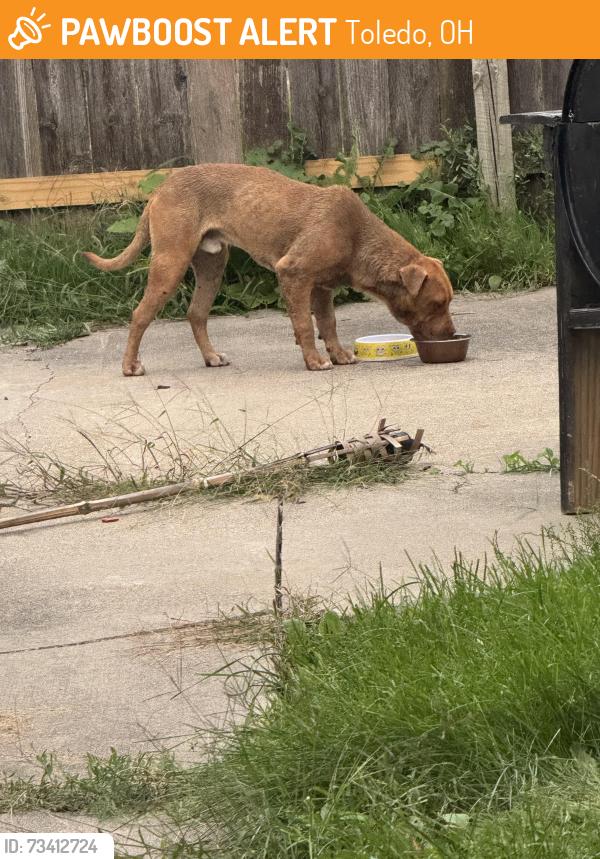 Found/Stray Male Dog last seen Twining and manhattan near old Wendy’s, Toledo, OH 43608
