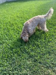Found/Stray Unknown Dog last seen Alsbury Blvd and Sierra Vista, Burleson, TX 76028