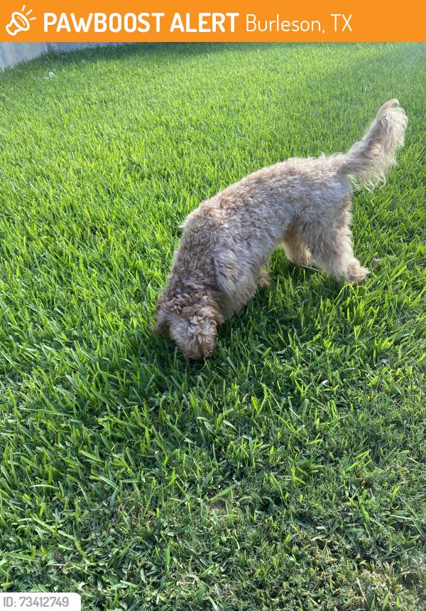 Found/Stray Unknown Dog last seen Alsbury Blvd and Sierra Vista, Burleson, TX 76028