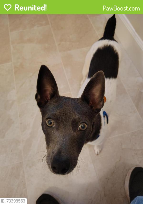 Reunited Male Dog last seen Odum rd and main st, Gardendale, AL 35071