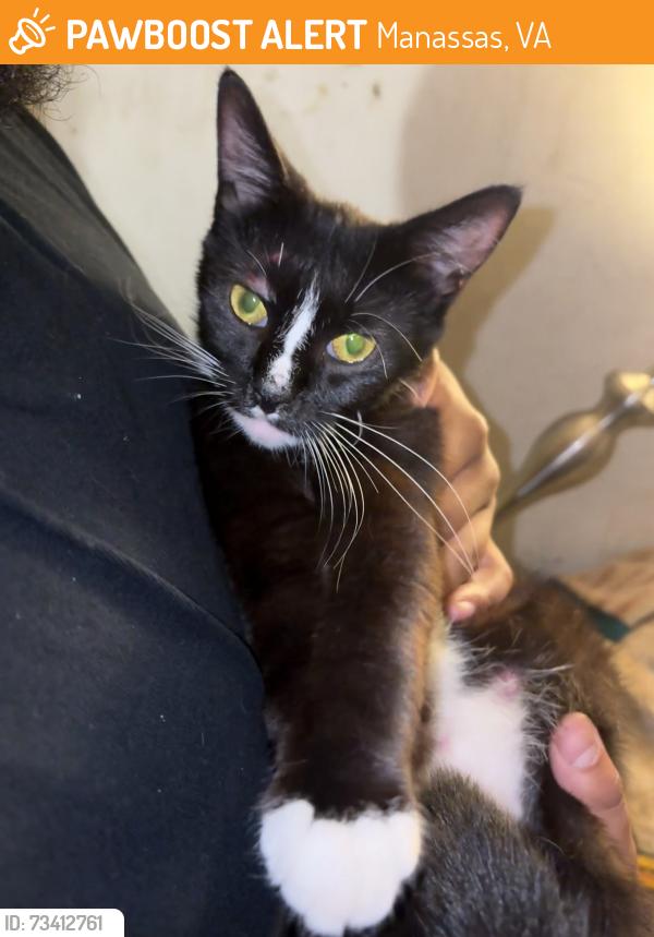 Found/Stray Female Cat last seen Maury Ln, Manassas, VA 20110