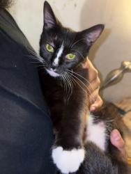 Found/Stray Female Cat last seen Maury Ln, Manassas, VA 20110