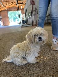 Found/Stray Male Dog last seen Villa Rica Rd SW, Cobb County, GA 30064