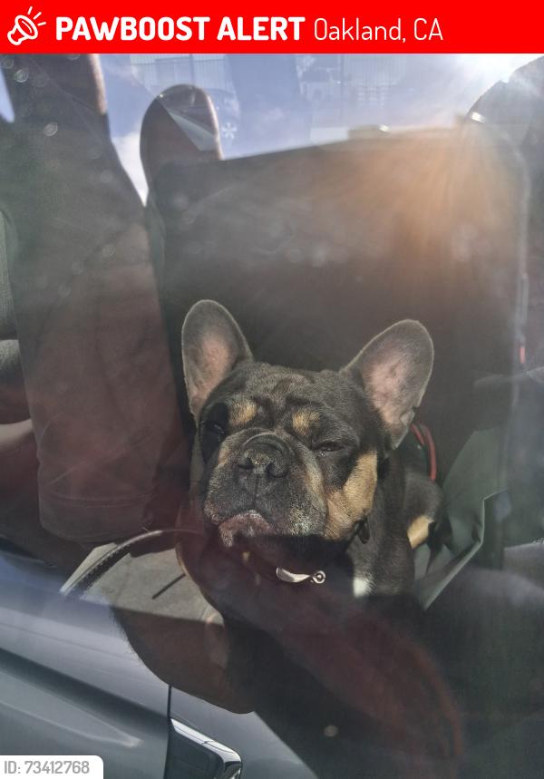 Lost Female Dog last seen 100th Ave, Oakland, CA 94603