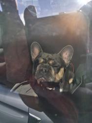 Lost Female Dog last seen 100th Ave, Oakland, CA 94603