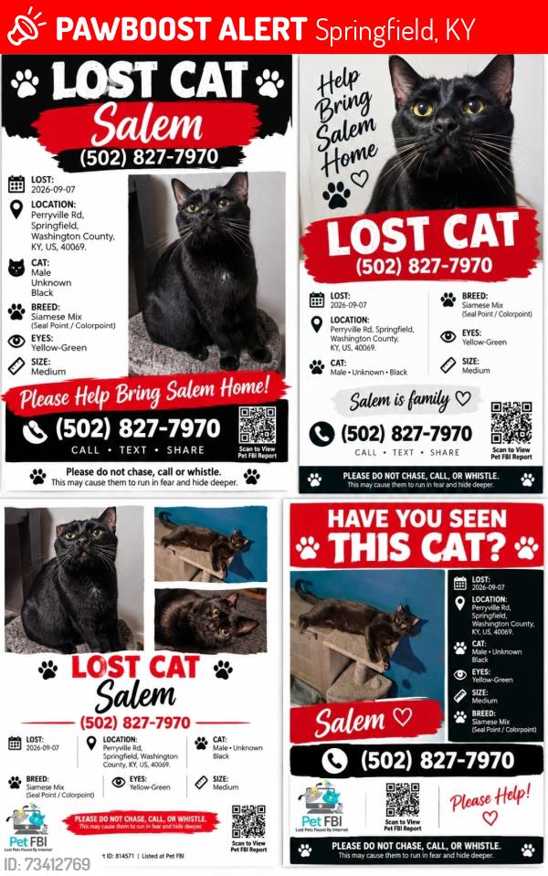Lost Male Cat last seen Main street Springfield kentucky, Springfield, KY 40069