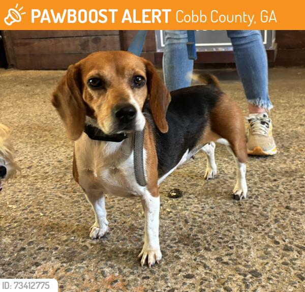 Found/Stray Female Dog last seen Villa Rica Rd SW, Cobb County, GA 30064
