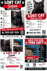 Lost Male Cat last seen Main street Springfield kentucky, Springfield, KY 40069