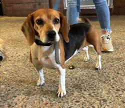 Found/Stray Female Dog last seen Villa Rica Rd SW, Cobb County, GA 30064
