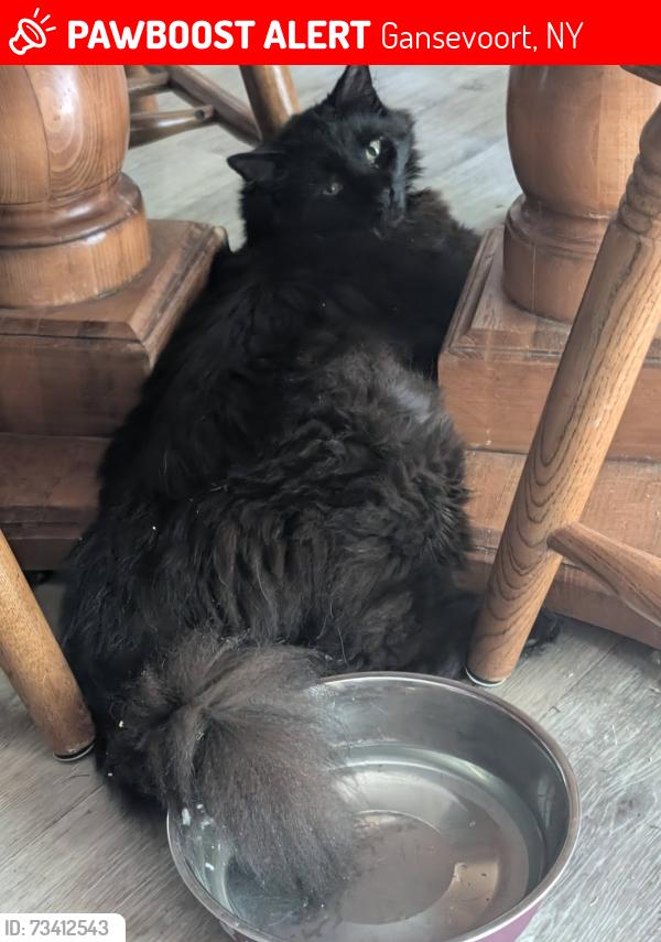 Lost Male Cat last seen Colebrook Rd and San Luis, Gansevoort, NY 12831