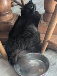 Lost Male Cat last seen Colebrook Rd and San Luis, Gansevoort, NY 12831