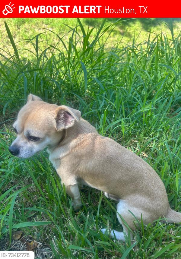 Lost Male Dog last seen Beechnut & Bissonet, Houston, TX 77096