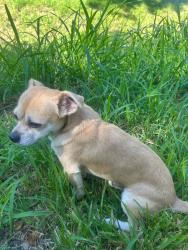 Lost Male Dog last seen Beechnut & Bissonet, Houston, TX 77096