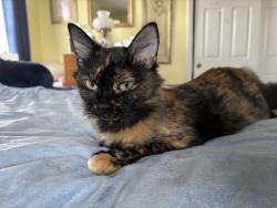 Lost Female Cat last seen Turner Rd, Palmyra VA, Fluvanna County, VA 22963