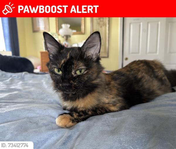 Lost Female Cat last seen Turner Rd, Palmyra VA, Fluvanna County, VA 22963